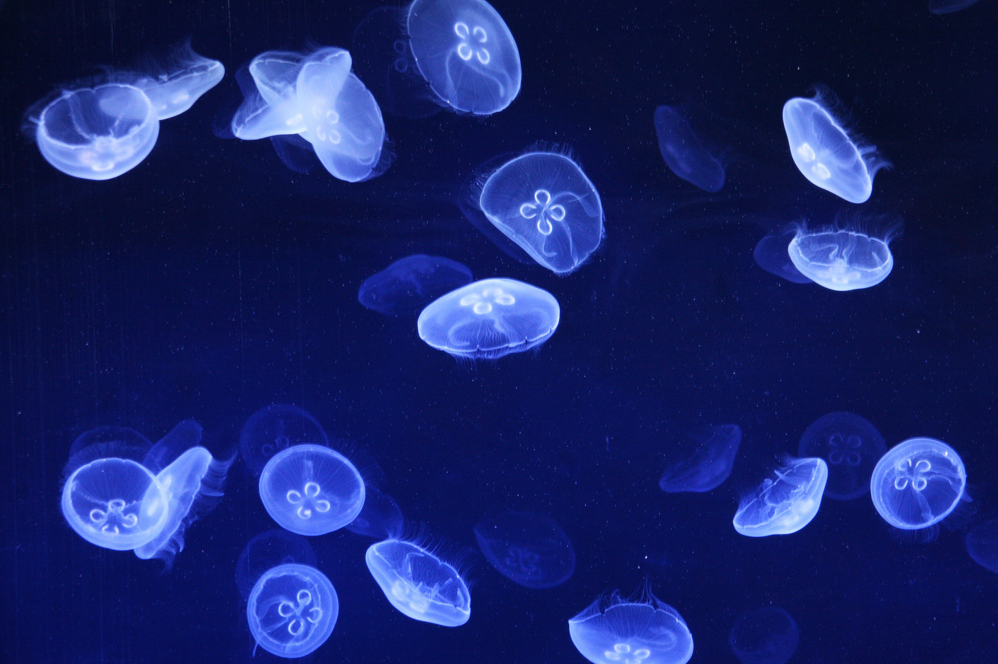 Standard Size Single Shower Panel with Blue Jellyfish