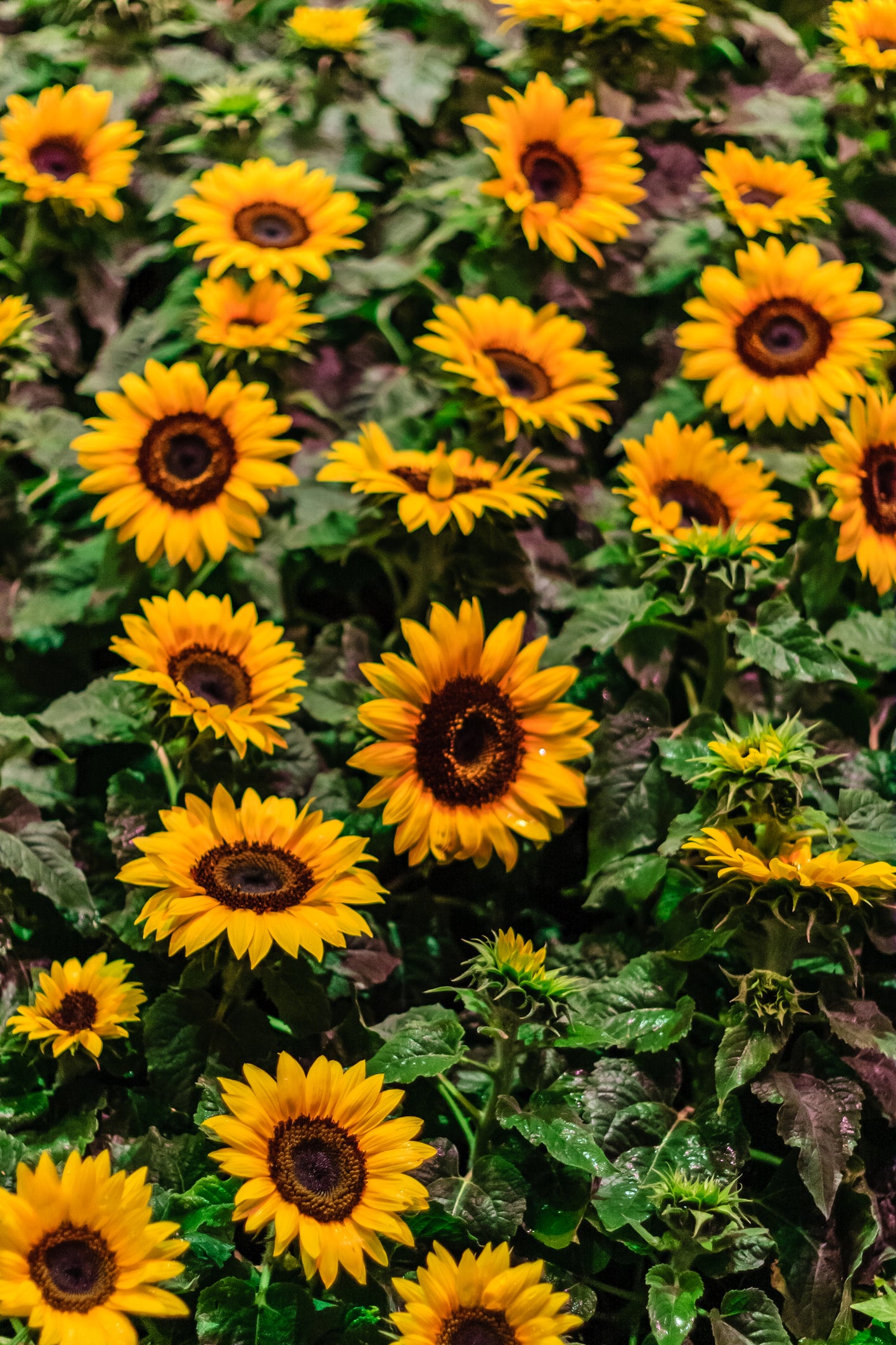 Standard Size Single Shower Panel with Large Sunflowers