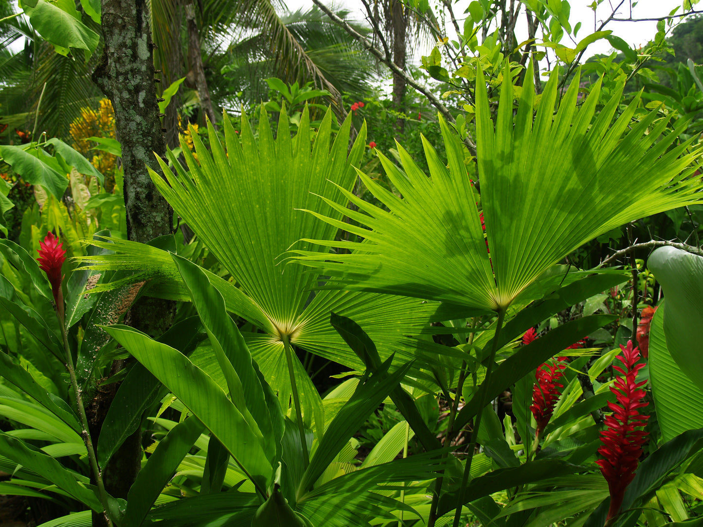 Standard Size Single Shower Panel with Large Green Fern