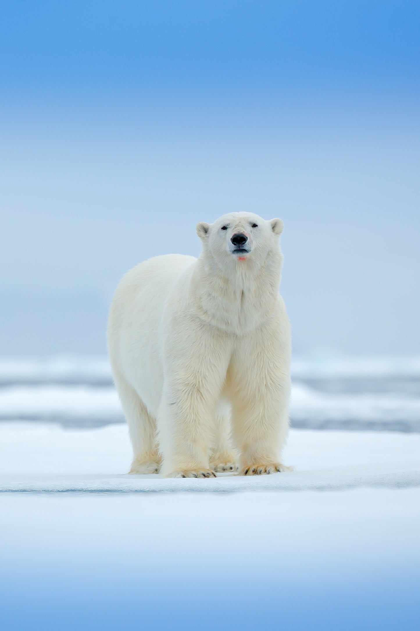 Standard Size Single Shower Panel with Polar Bear