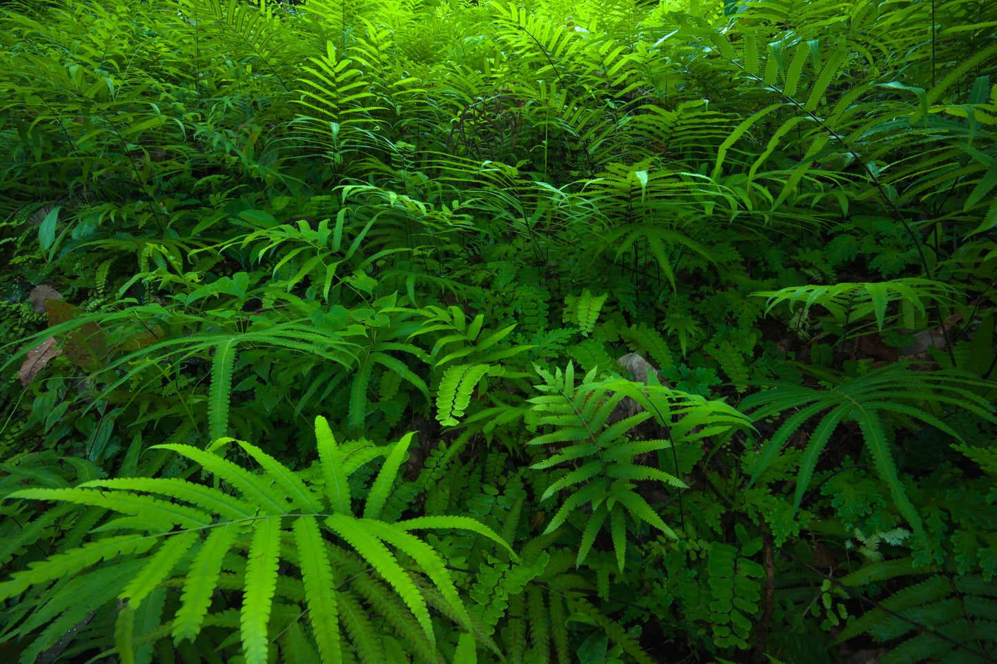 Standard Size Single Shower Panel with Large Rainforest Leaves