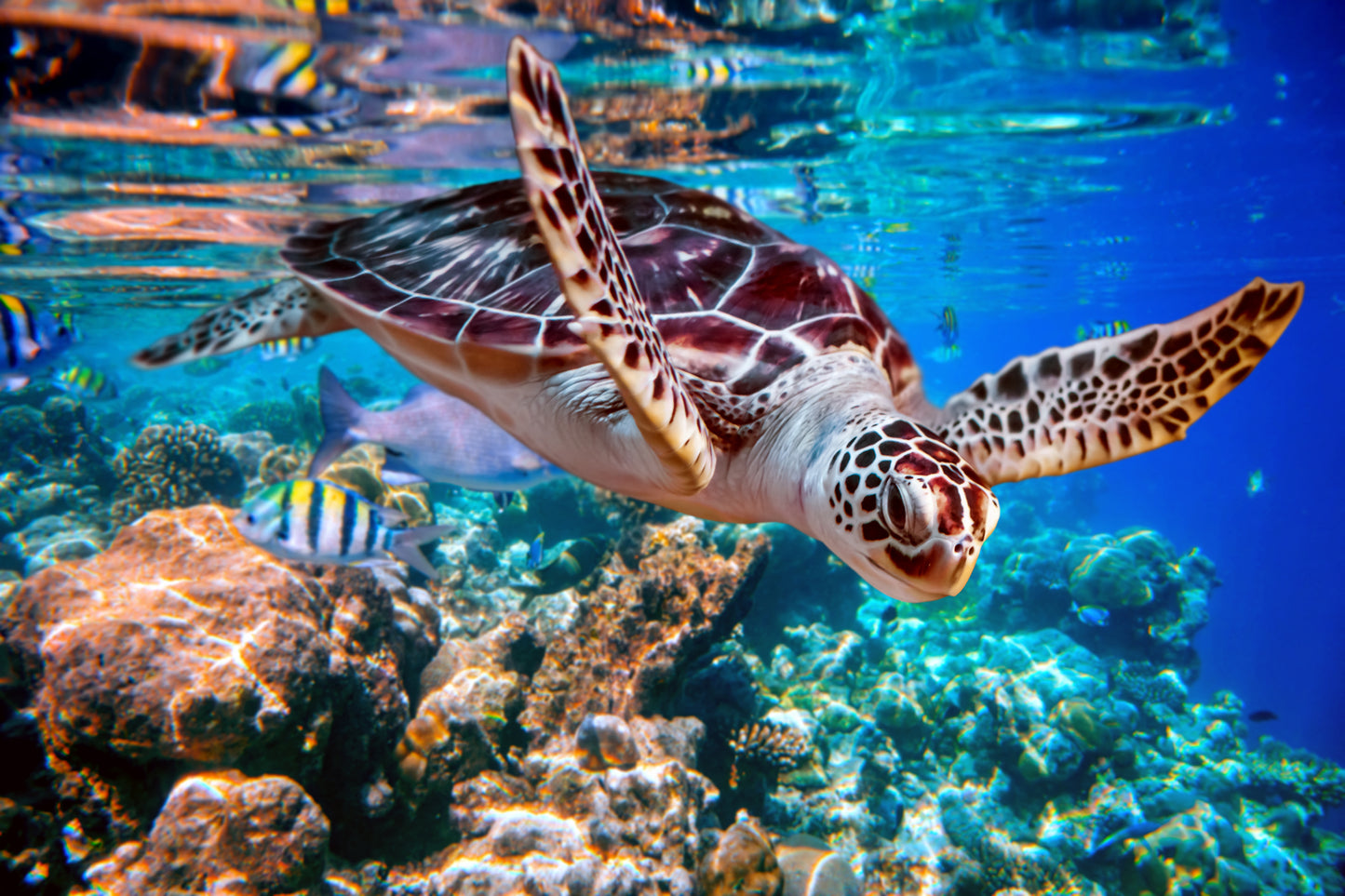 Standard Size Single Shower Panel with Swimming Turtle