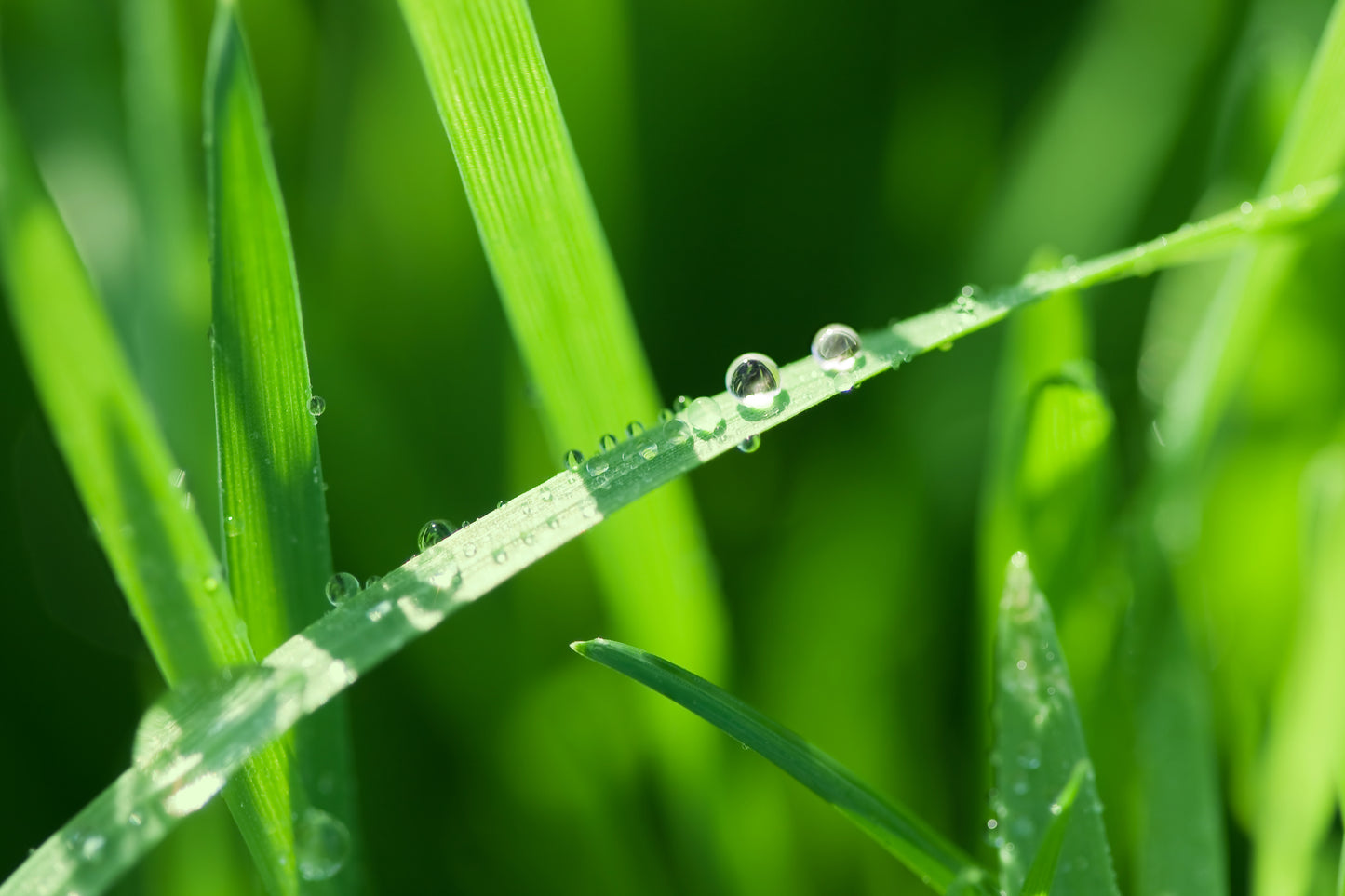Shower Panel with water drops on a reed